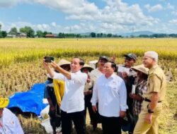 Contract Farming Tak Bisa Gantikan Food Estate