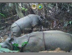 KSDAE KLHK Sambut Gembira Temuan Anakan Baru Badak Jawa di TNUK