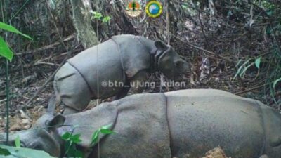 KSDAE KLHK Sambut Gembira Temuan Anakan Baru Badak Jawa di TNUK