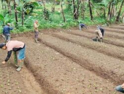 Sertifikasi Organik dan Keberlanjutan Lingkungan di Arista Montana oleh Andy Utama
