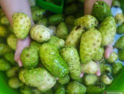 7 Manfaat Menakjubkan Mengkudu untuk Kesehatan yang Jarang Disadari