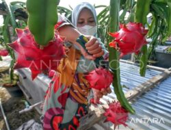 Manfaat Smoothies Buah Naga & Pisang untuk Energi Tubuh