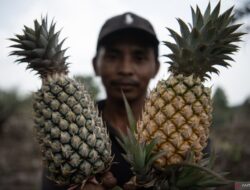 7 Manfaat Buah Nanas untuk Kesehatan dan Kecantikan: Fakta Terbaru!