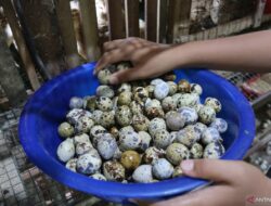 8 Manfaat Telur Puyuh untuk Pertumbuhan Optimal Bayi