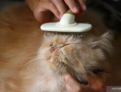8 Cara Mudah Hilangkan Bulu Kucing di Baju