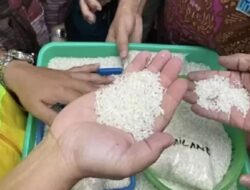 Temuan Puluhan Ribu Ton Beras Impor Menguning di Gudang Bulog: Sorotan DPR