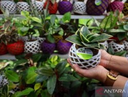 8 Manfaat Tanaman Hias di Halaman Rumah: Merapatkan Hubungan dengan Alam